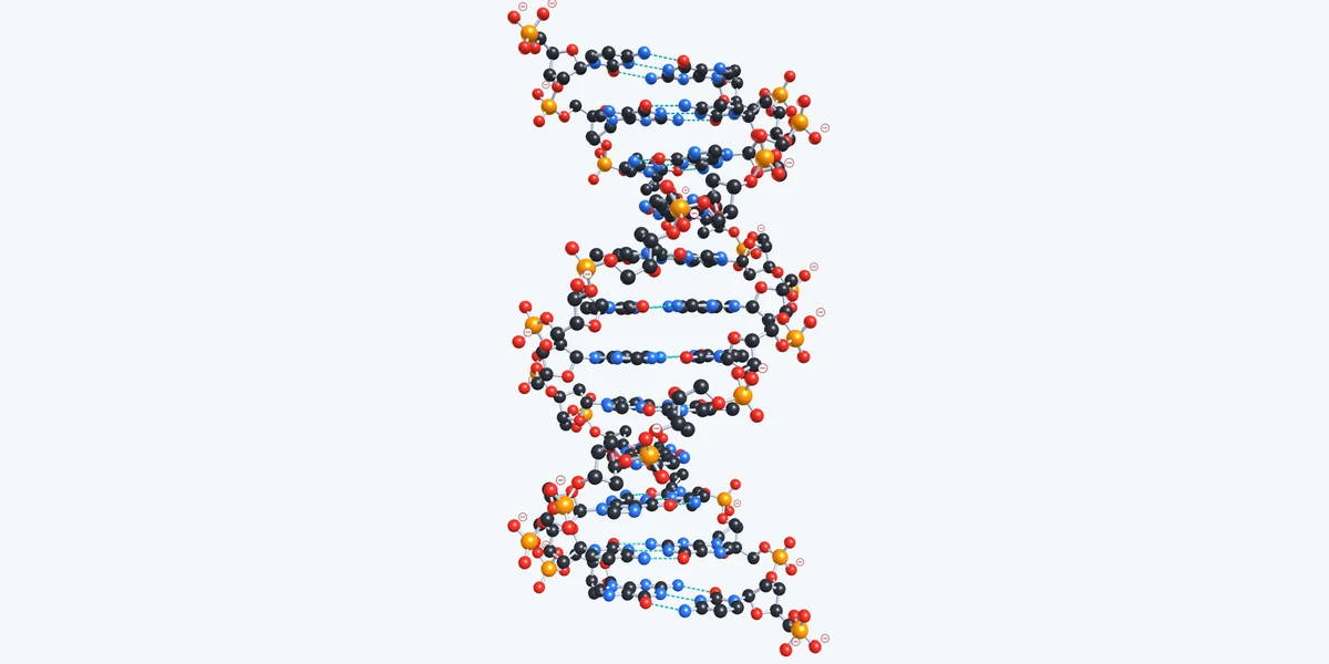 Vorschau 3D Viewer Biomoleküle DNA