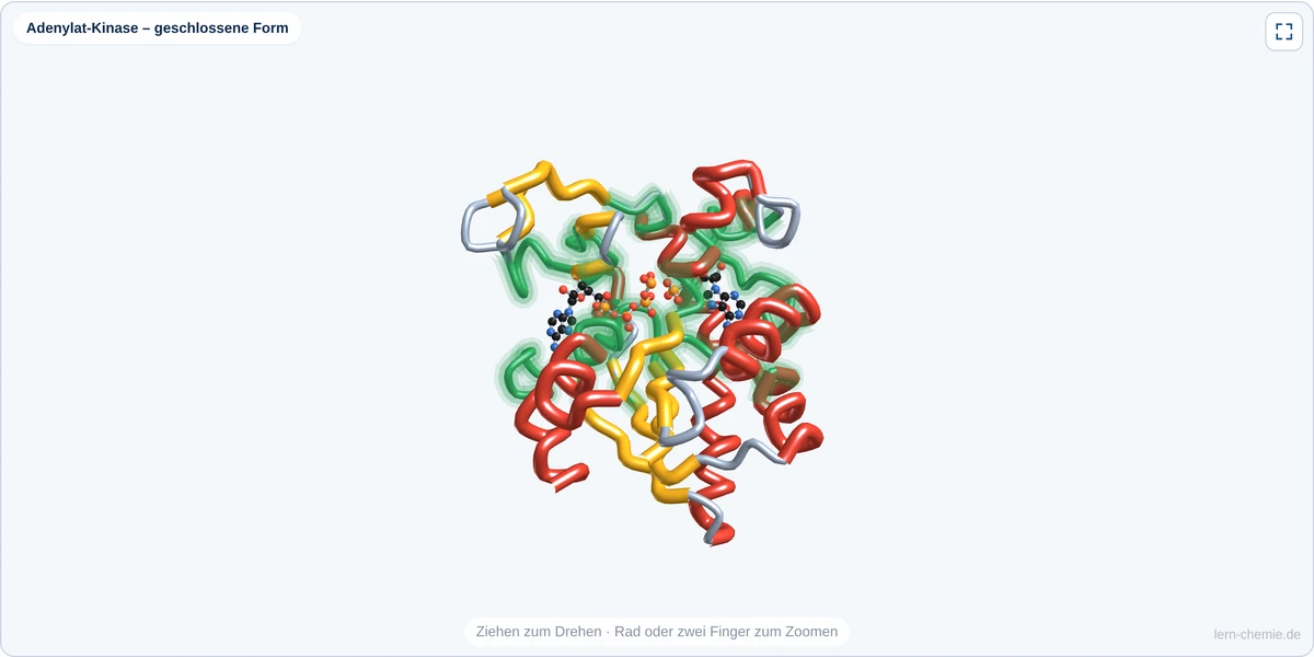 Vorschau Enzyme – Molekülstruktur und induced fit